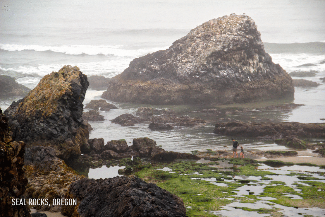 Seal Rocks Oregon tide pools